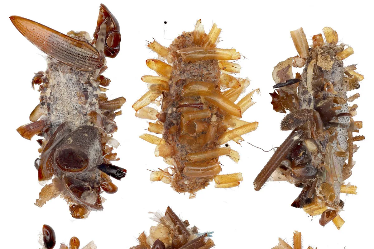 Bone Collector caterpillar armor of prey parts — Rubinoff lab, University of Hawaii