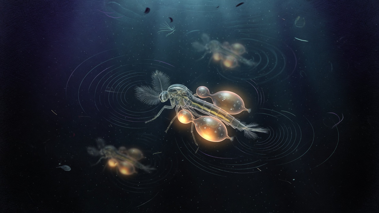 Tiny translucent lake fly larva with amber air sacs deep in dark blue water