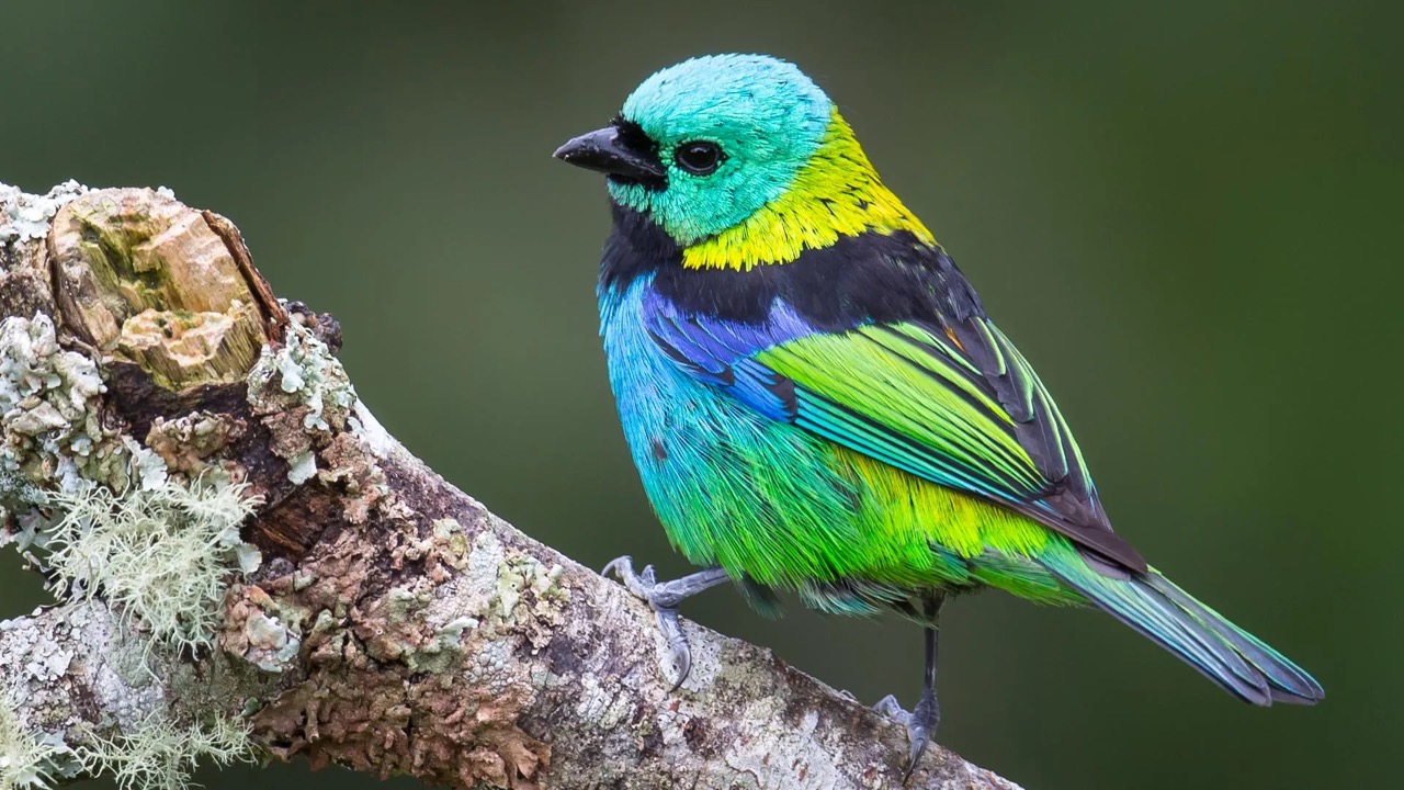 Colorful songbird (tanager) — stand-in for the Passeriformes radiation